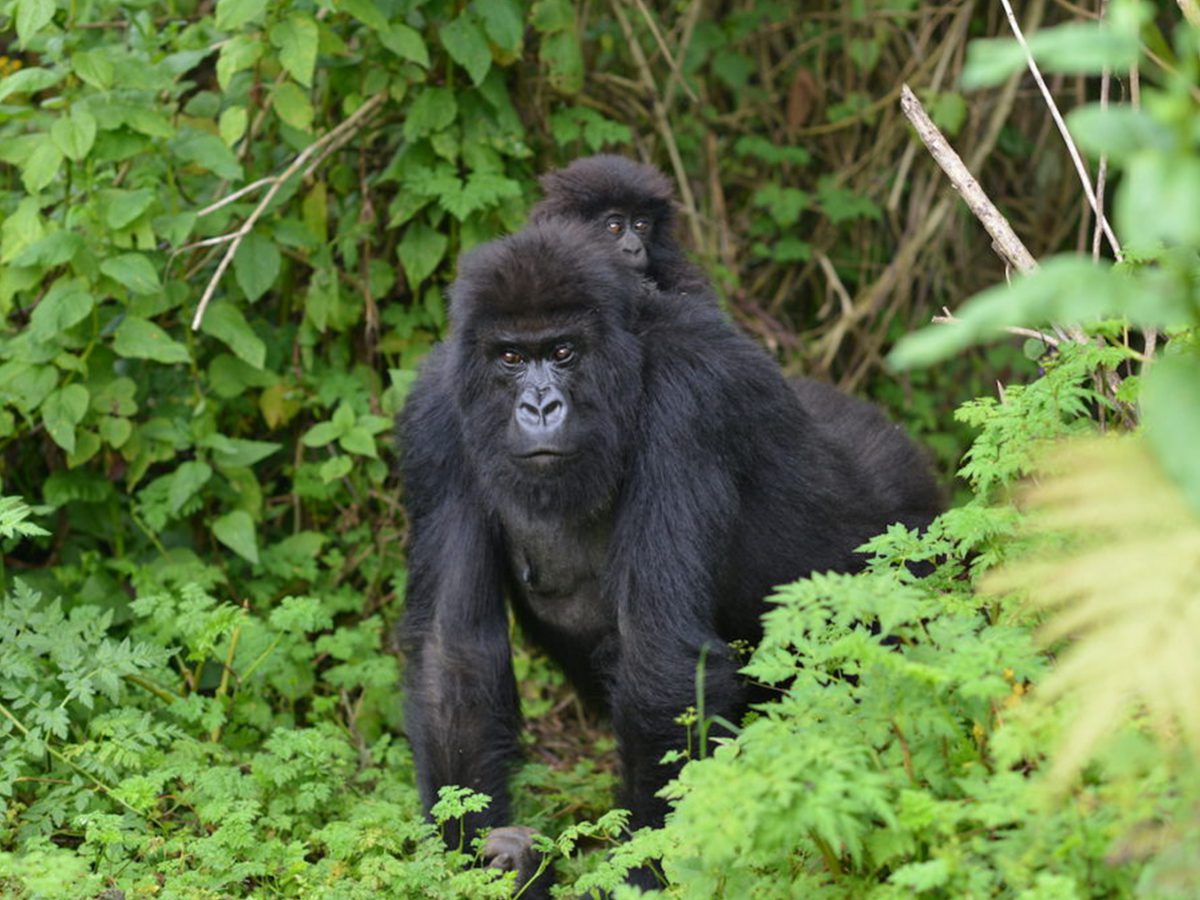 Expert guide of Combing Botswana safaris and Rwanda gorilla trekking